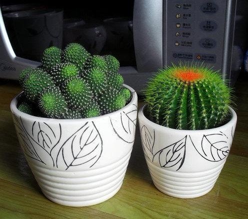 仙人球防辐射,是真是假?