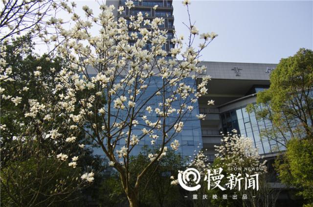 又到赏花好时节 来看最新版重庆高校赏花攻略