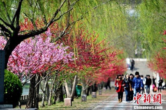 春季最怕花粉过敏 清明出游防过敏小宝典