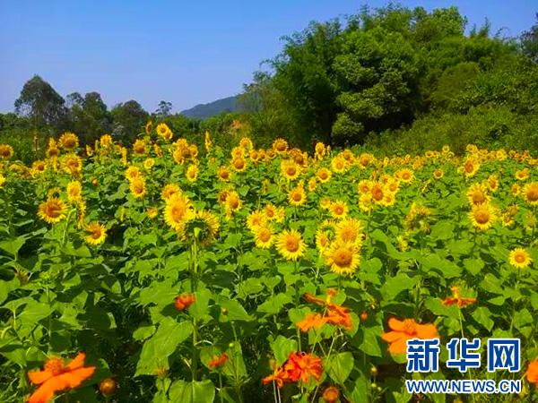 巴南:云燕花语向日葵花海开园