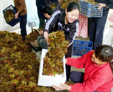 吃野菜的季节来了 香椿芽卖出海鲜价