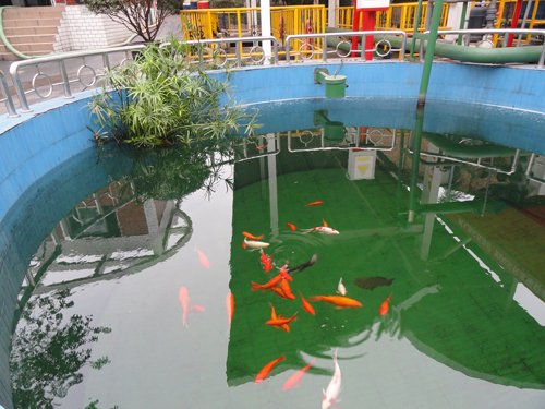 自动污水处理站无人值守 出水可养景观鲤鱼