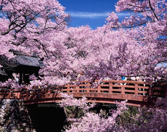 三月花见 从日本九州到奈良一路赏樱