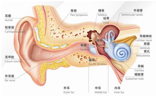 多年耳内流脓 医生手术3小时摘除耳部炸弹