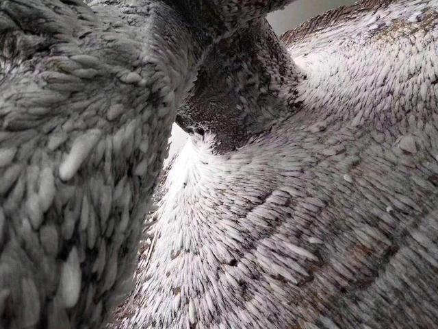 摩围山景区今出现雾凇景观 冰雪美景醉游人