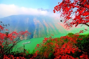 第五届巫山国际红叶节26日开幕 下旬可赏红叶图片