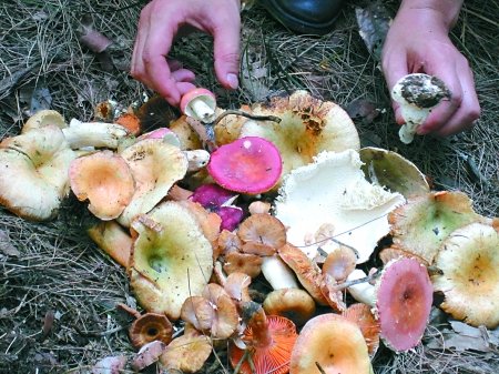 若不慎食用有毒野蘑菇,易引起食物中毒. cfp图