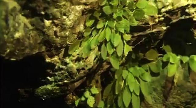 全球首次发现！这种植物重庆独有