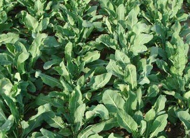 板蓝根可防治H7N9?这2类人千万别服