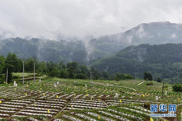 重庆:红辣椒里的产业扶贫大文章