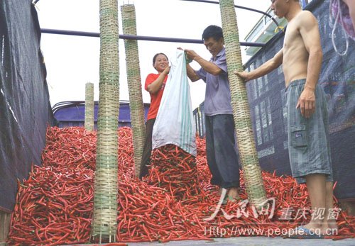 石柱：龙头企业带动农户 辣椒产值超2亿元