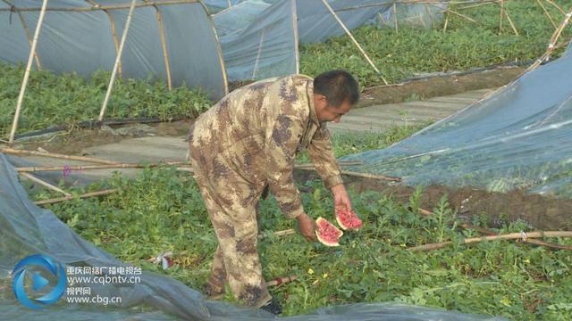 垫江新民镇遭遇8级大风袭击 农作物受灾严重