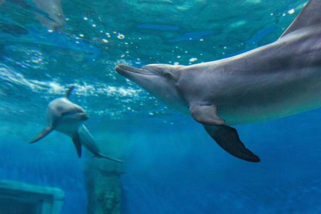 重庆汉海海洋公园一周年庆 三大福利优惠等你来抢