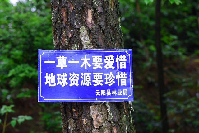 他守护森林三十载为林木曾与死神擦肩而过