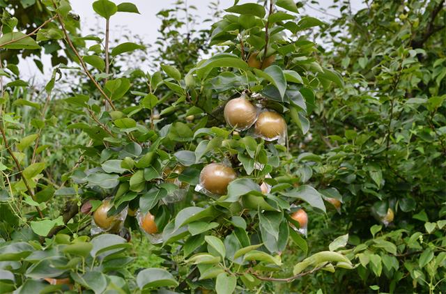 酥脆爽口！永川吉安镇2万亩梨新鲜上市 等你来品