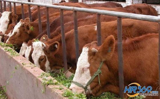 硕士研究生为农民养牛 年薪10万