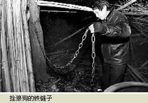 8岁女童独自在家 被自家狼狗咬死