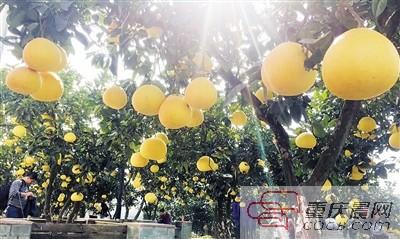 梁平柚:百年柚香诗文底蕴 文旅、农旅两融合