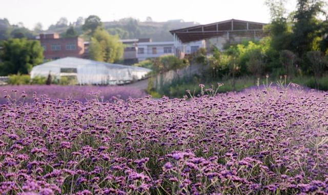 微信图片_20180608171541