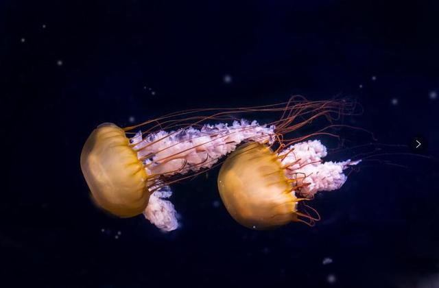 重庆汉海海洋公园一周年庆 三大福利优惠等你来抢