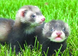 组图:长得喜剧不闹人 宠物貂成8090后新玩伴