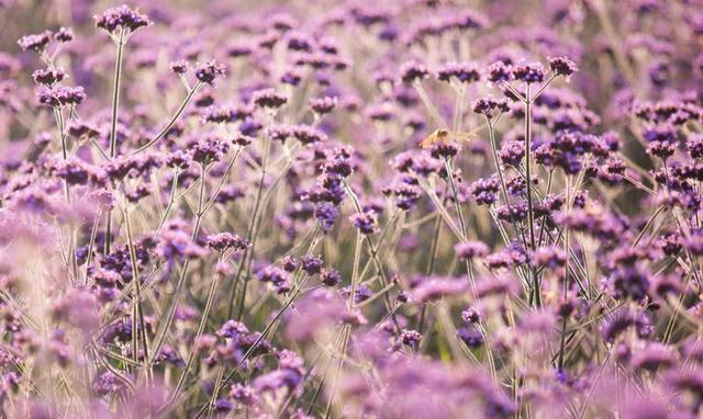 微信图片_20180608171536