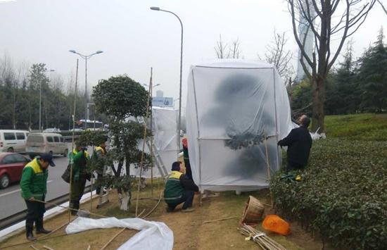 寒潮来袭 渝北区树木穿上新衣御寒(图)