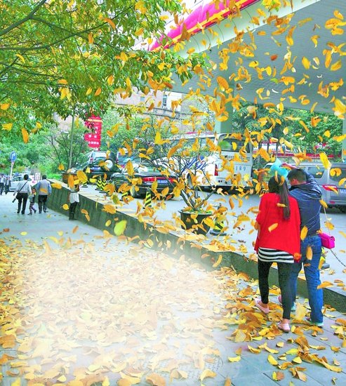 黄葛换妆,满城金黄