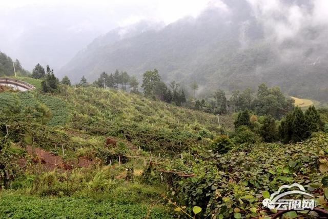 来自深山大自然的馈赠 云阳野生猕猴桃熟了