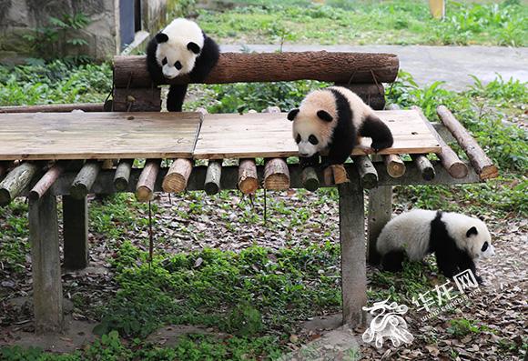 重庆动物园三只大熊猫宝宝有名字啦_大渝网_