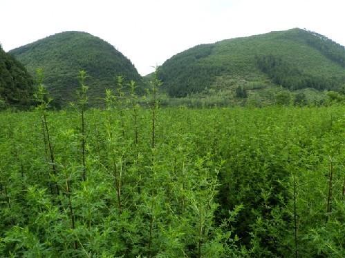 酉阳为“世界青蒿之都” 年产量达60多吨占近半需求