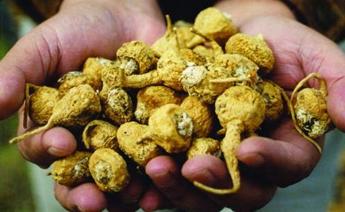 玛卡壮阳被指不靠谱:在南美常被用来喂牲口