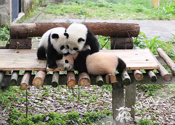 重庆动物园三只大熊猫宝宝有名字啦