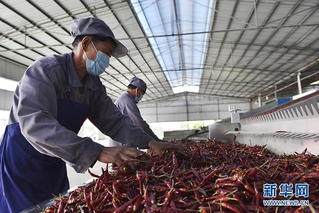 重庆:红辣椒里的产业扶贫大文章