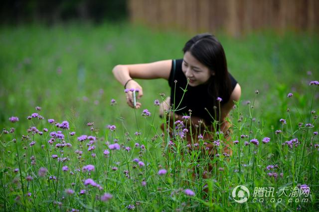 国庆赏花游玩不必远行 沙坪坝凤凰花海等你来