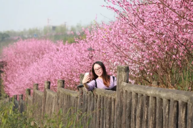 位于悦来滨江公园桃花栈道区域的诗艺桃源区,这里桃花绵延数里,花繁