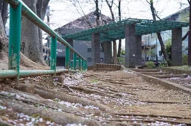 来北碚澄江看最美樱花 缙云山嘉陵江美景一次