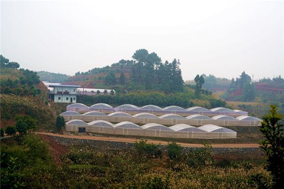 万盛万东镇:五和村试种葡萄成功