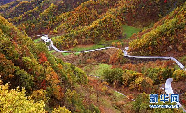 深秋去哪？来城口赴一场彩叶之约