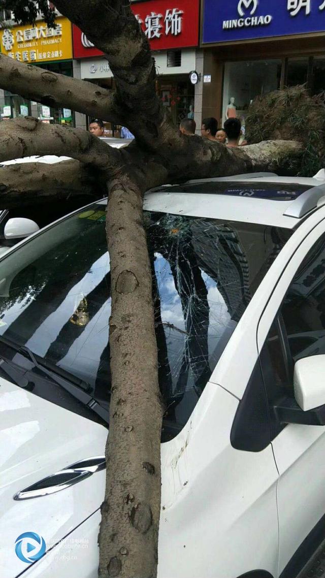 南川突刮大风吹翻大树 路边小车无辜"躺枪"