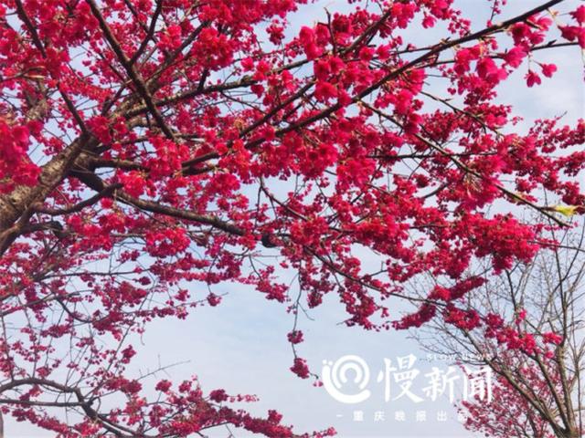 又到赏花好时节 来看最新版重庆高校赏花攻略