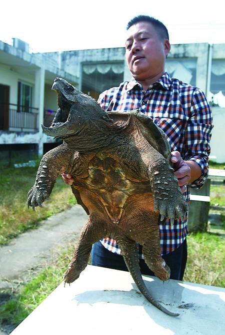 男子钓起凶猛大龟 鹰嘴长尾爱攻击