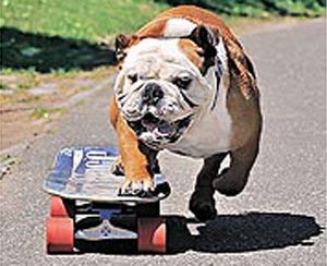 美国4岁斗牛犬爱玩滑板创狗类最快纪录_环球