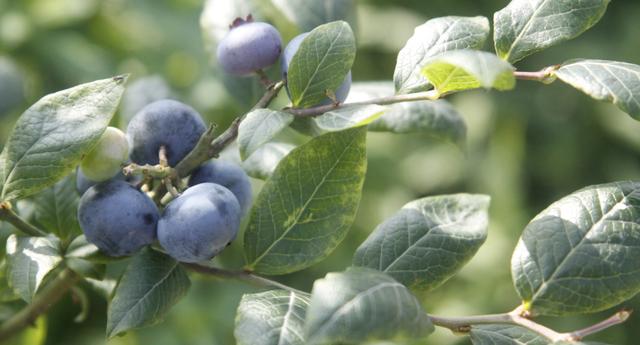 巴南区大来山蓝莓熟了 采摘季将持续一个月