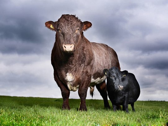 最老的动物_盘点全球10种巨无霸动物,见过5个以上算你牛