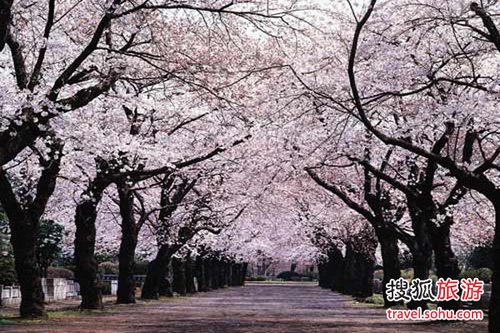 二月日本飘粉雪 伊豆浪漫樱花祭