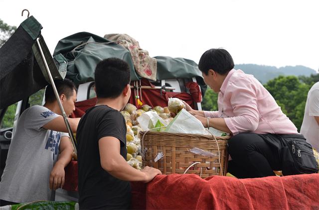 酥脆爽口！永川吉安镇2万亩梨新鲜上市 等你来品