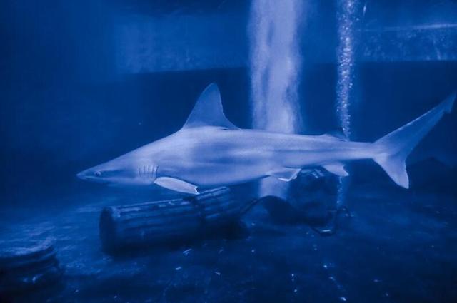 重庆汉海海洋公园一周年庆 三大福利优惠等你来抢