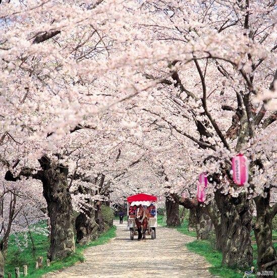 日本早春自由行 樱花前线赏樱地点TOP5