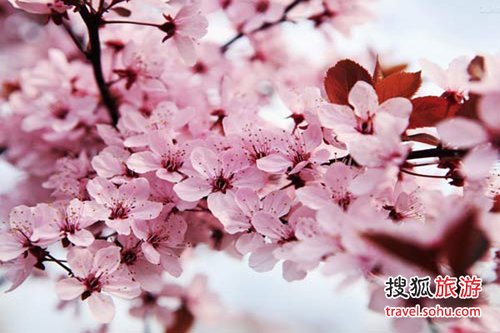 二月日本飘粉雪 伊豆浪漫樱花祭